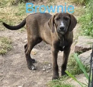 A baby medium-sized male American Foxhound dog named Brownie for adoption in Welling, OK