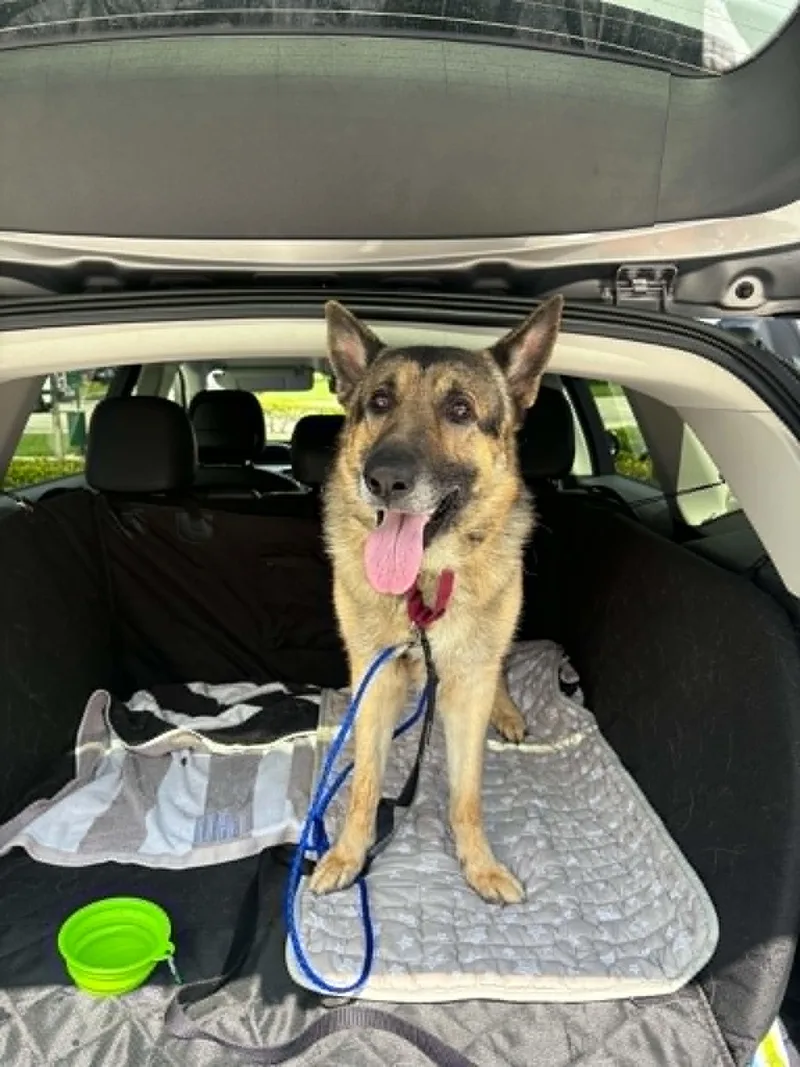 An adult medium-sized male German Shepherd Dog dog named Bruno for adoption in Pompano Beach, FL