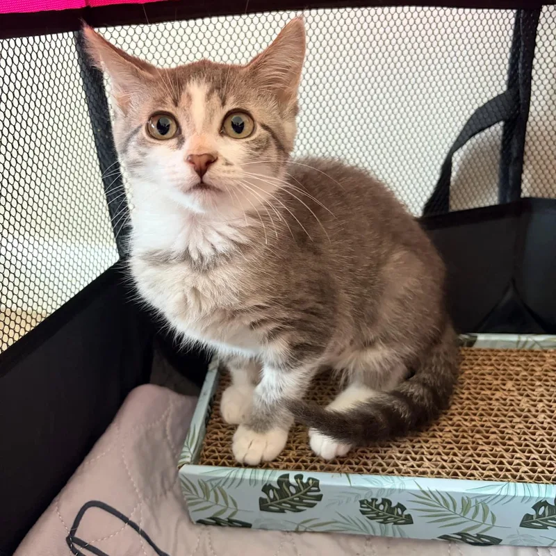 A baby small-sized female Tabby (Gray / Blue / Silver) Domestic Short Hair cat named Daisy for adoption in Bellmawr, NJ