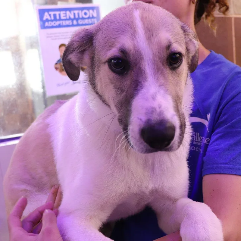 A baby medium-sized male Tricolor (Brown, Black, & White) Mixed Breed dog named Tanner for adoption in Port Washington, NY