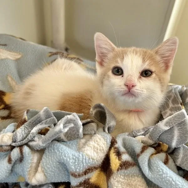 A baby small-sized female Domestic Short Hair cat named Calamansi for adoption in Dublin, CA