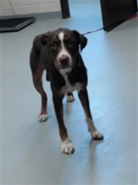A young medium-sized female Labrador Retriever dog named Arcadia for adoption in Fayetteville, NC