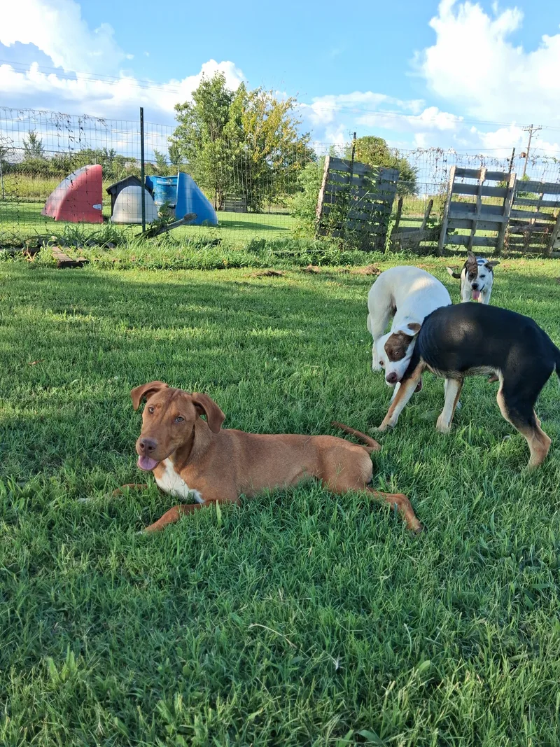 An adult medium-sized male Hound dog named Red for adoption in Manchester, NH