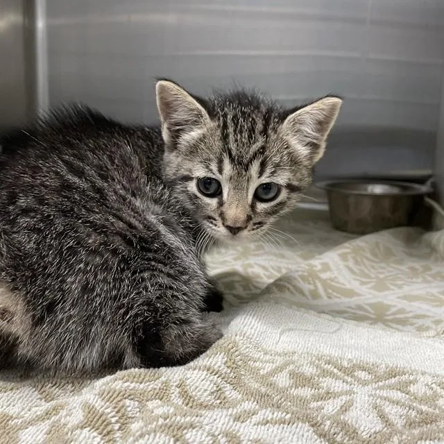 A baby small-sized male Domestic Short Hair cat named Bartok for adoption in Tallahassee, FL
