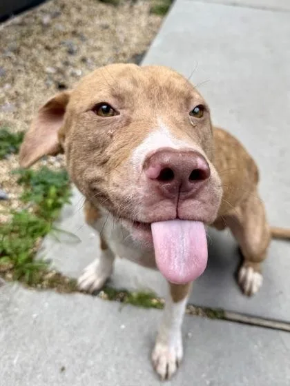 An adult large-sized male Pit Bull Terrier dog named Danny Phantom for adoption in New Orleans, LA