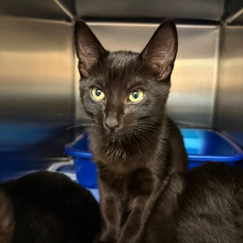 A baby medium-sized male Domestic Short Hair cat named Bo for adoption in Keizer, OR