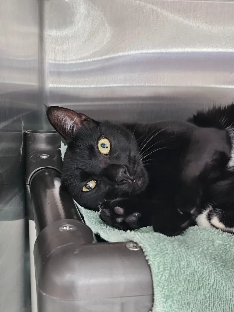 An adult medium-sized male Domestic Short Hair cat named Matteo for adoption in Shoreline, WA