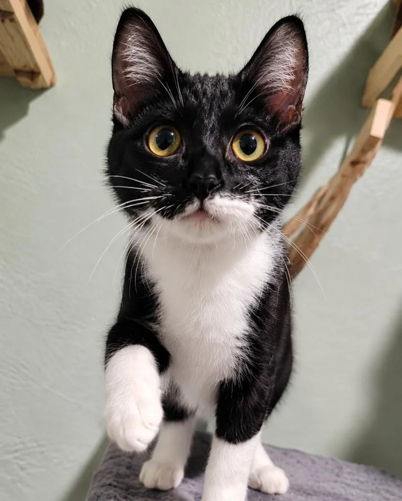 A baby small-sized female Domestic Short Hair cat named Sprinkles for adoption in Labelle, FL