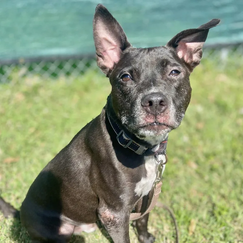 A senior medium-sized male Pit Bull Terrier dog named Finneas for adoption in Sarasota, FL