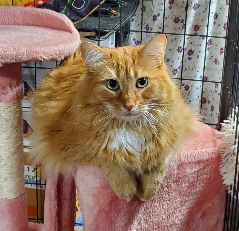 An adult medium-sized male Orange / Red Domestic Long Hair cat named Blake for adoption in Cincinnati, OH