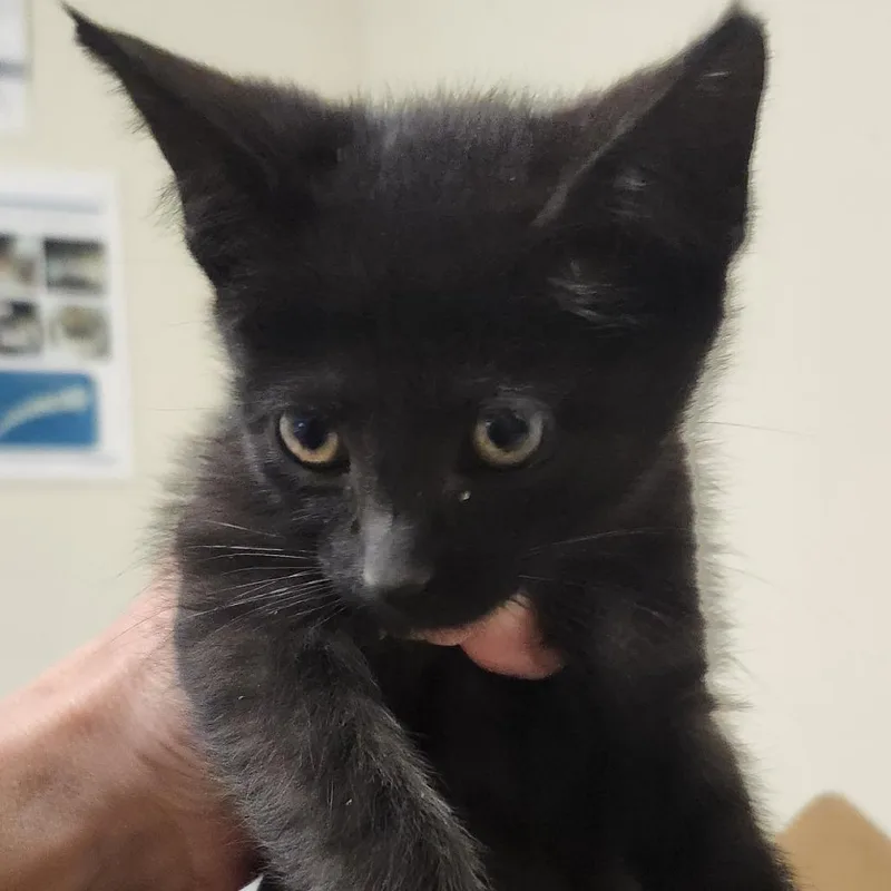 A baby small-sized male Domestic Medium Hair cat named Meownaise for adoption in Novelty, OH