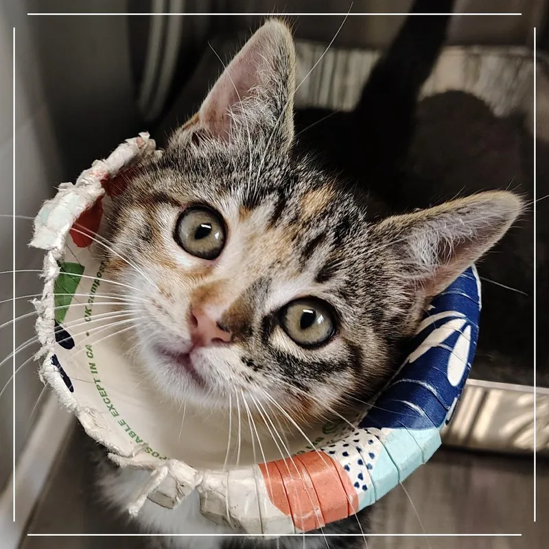 A baby small-sized female Calico Domestic Short Hair cat named Endora for adoption in Dearborn, MI