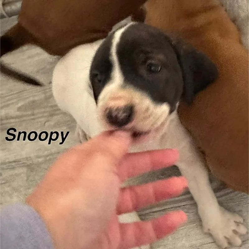 Snoopy