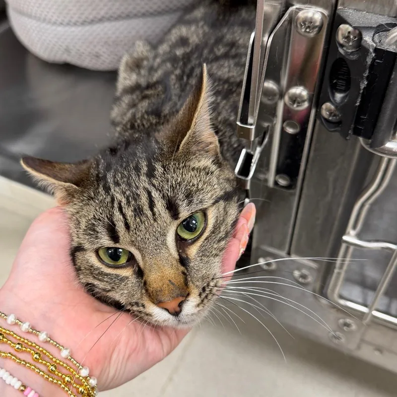 An adult medium-sized male Brown / Chocolate Domestic Short Hair cat named Hawkeye for adoption in East Smithfield , PA