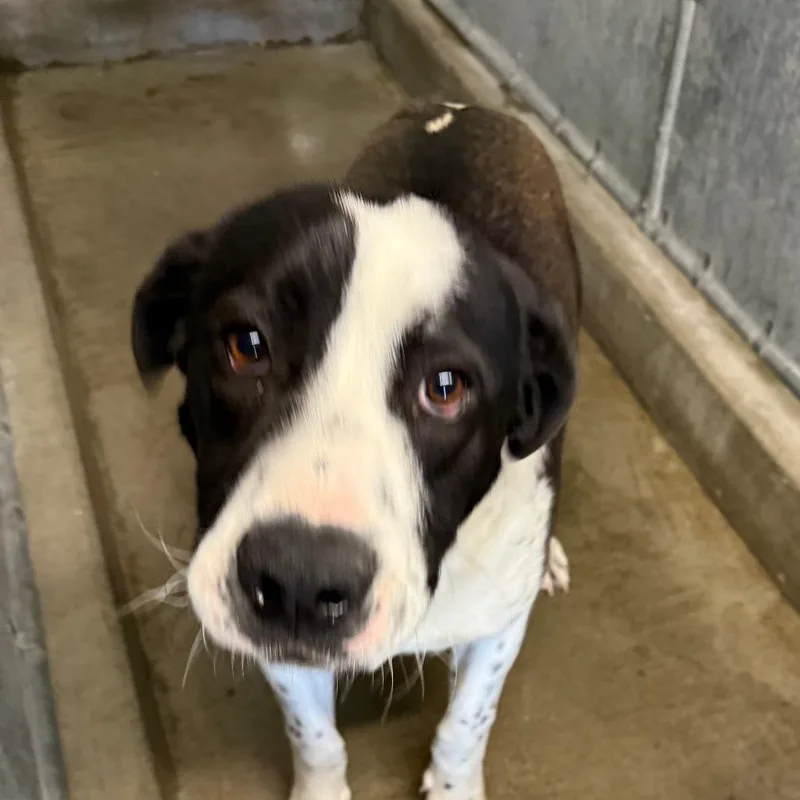 A baby small-sized male White / Cream Border Collie dog named Les for adoption in Carlin, NV