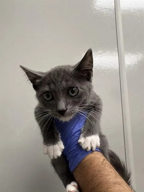 A baby small-sized male Domestic Short Hair cat named Atlas for adoption in Ontario, CA