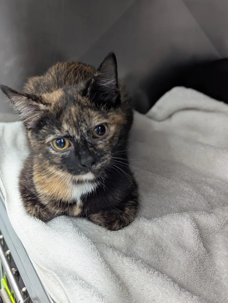 A young medium-sized female Black Domestic Short Hair cat named Krissy & Glenda for adoption in Mount Vernon, OH