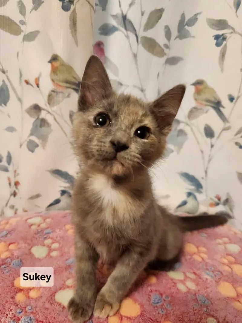 Sukey