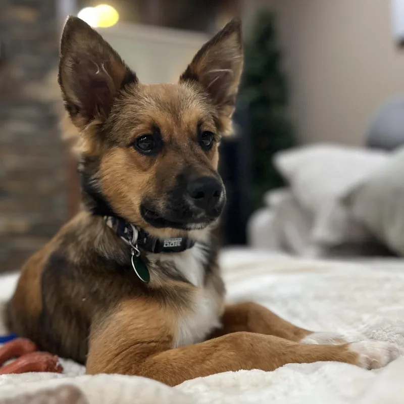 A young medium-sized female Brown / Chocolate Mixed Breed dog named Toast for adoption in Buffalo, MN