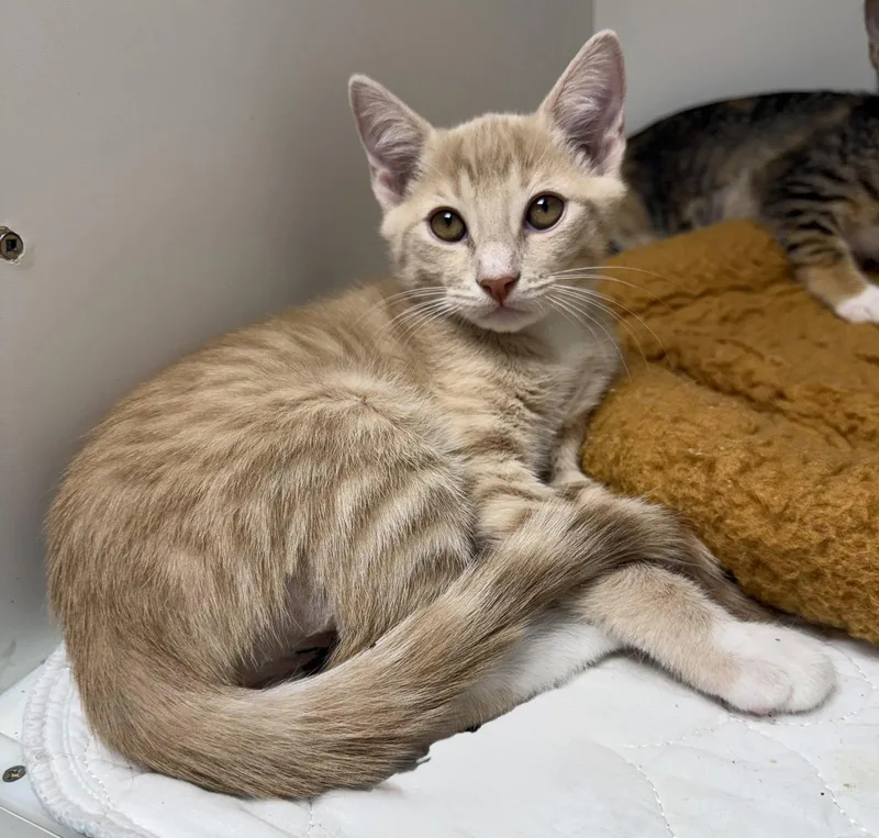A young medium-sized male Orange / Red Domestic Short Hair cat named Mumford for adoption in Satellite Beach, FL