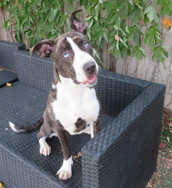 A young small-sized female American Bulldog dog named Myssi for adoption in Oklahoma City, OK
