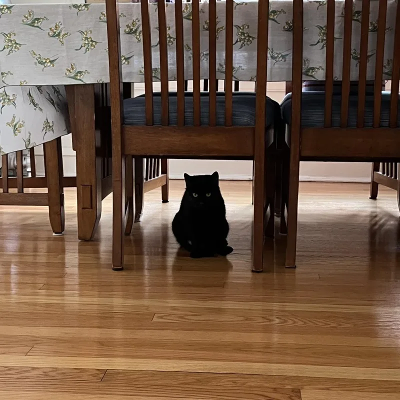An adult medium-sized female Black Domestic Short Hair cat named Soft Serve for adoption in Evanston, IL