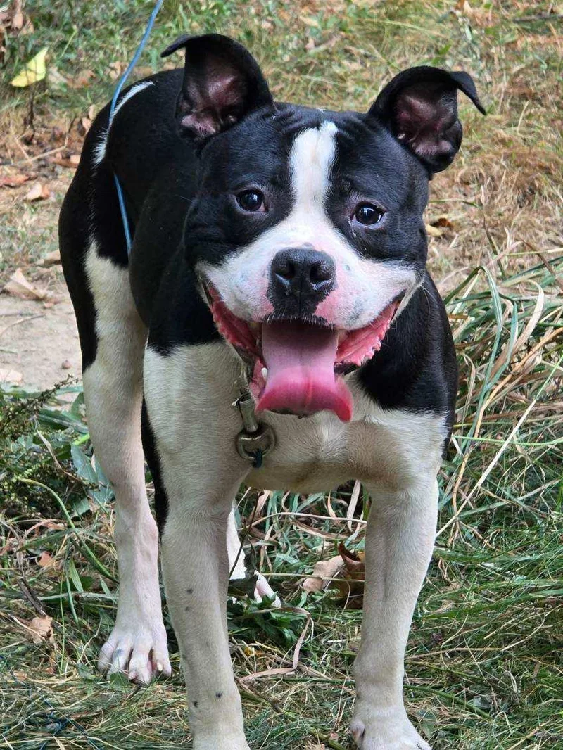 An adult medium-sized male Black Mixed Breed dog named King for adoption in Vassalboro, ME