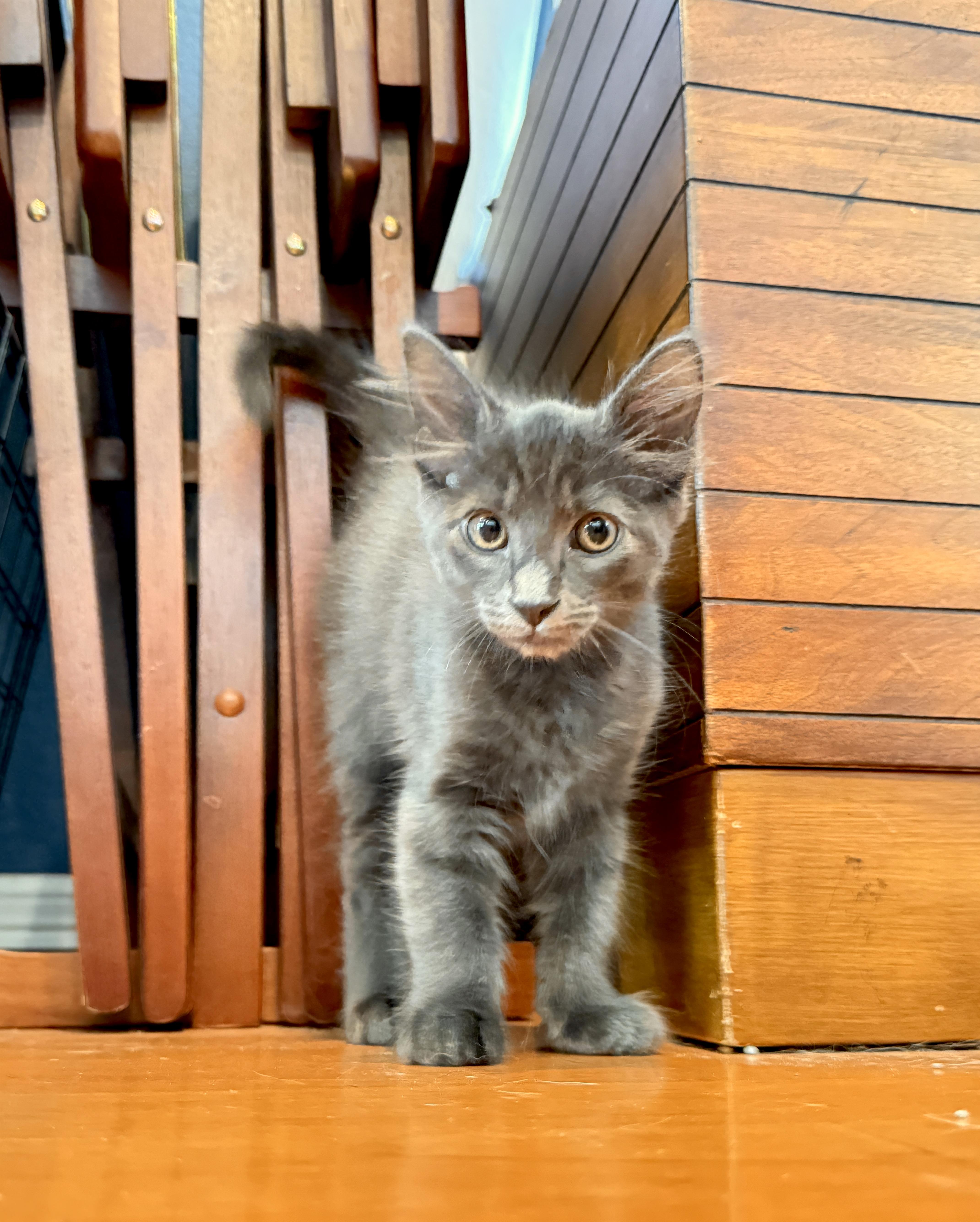 A baby medium-sized male Domestic Short Hair cat named George for adoption in Keller, TX