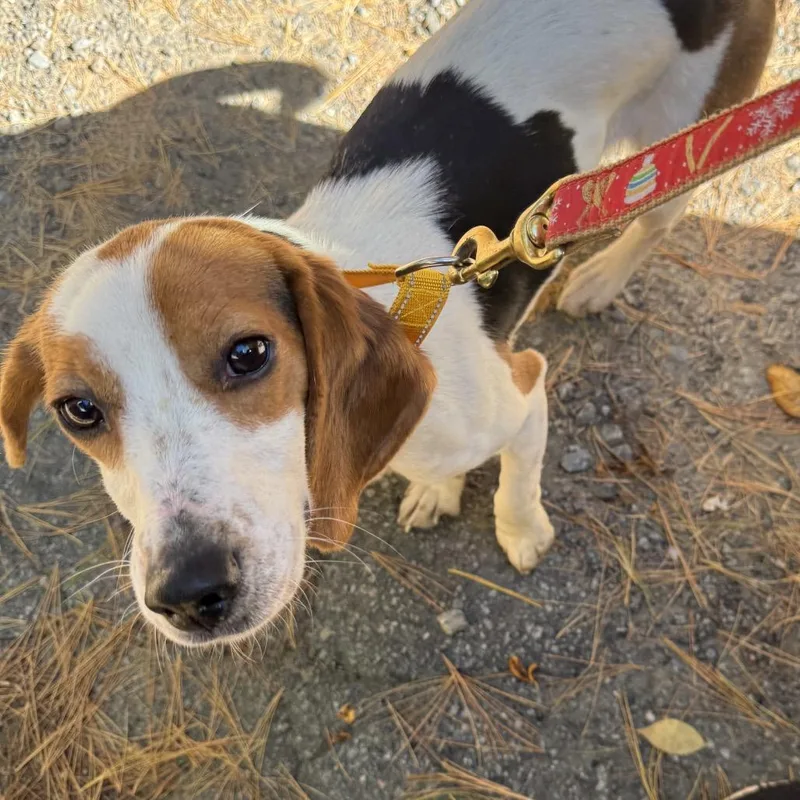 An adult small-sized female White / Cream Beagle dog named Edwinna for adoption in Scituate, MA