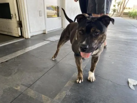A young medium-sized female Pit Bull Terrier dog named Julie for adoption in Los Angeles, CA