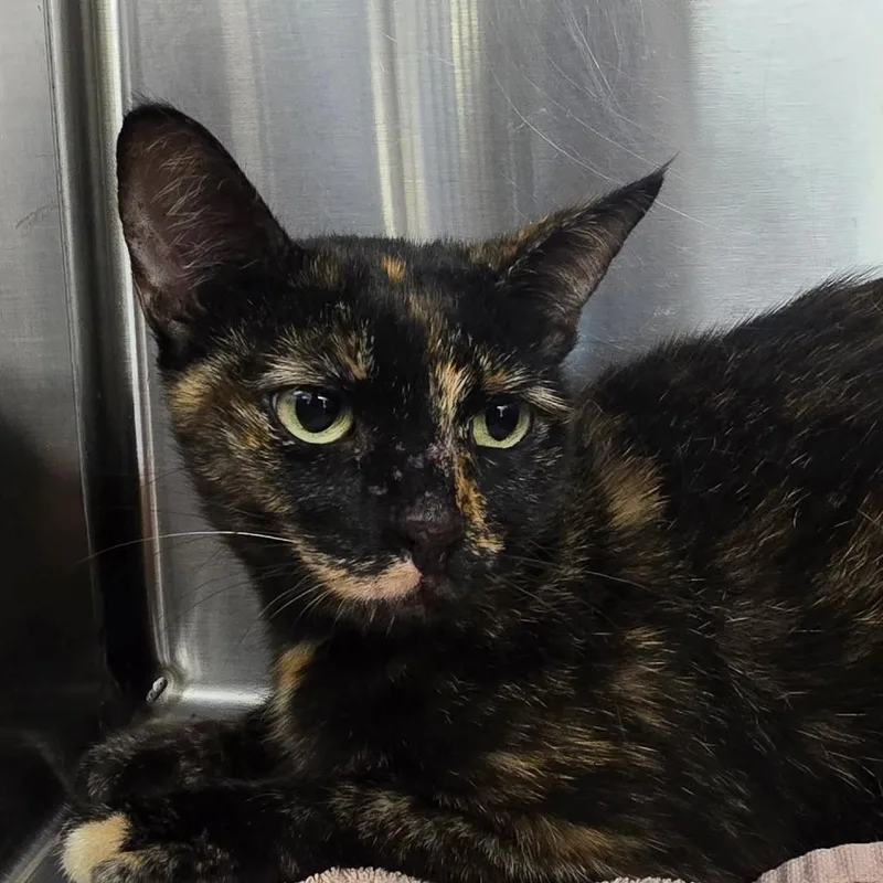 An adult medium-sized female Black Domestic Short Hair cat named Suki for adoption in Port Charlotte, FL