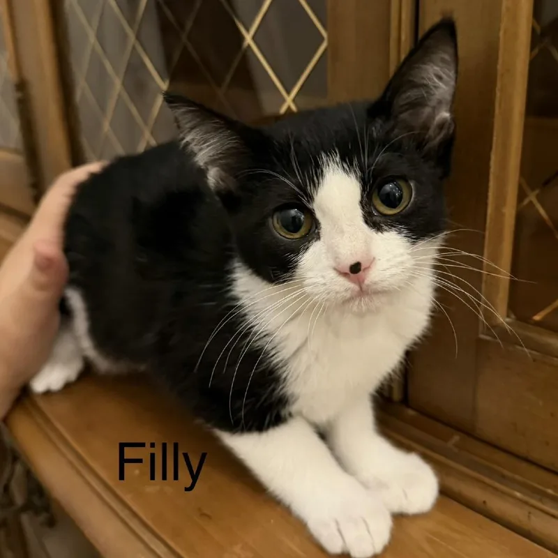 A baby medium-sized female Black & White / Tuxedo Domestic Short Hair cat named Filly for adoption in Murfreesboro, TN