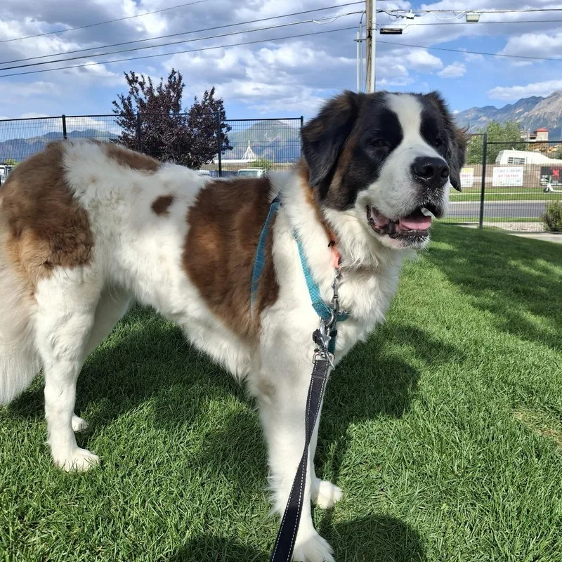 An adult large-sized female Brown / Chocolate Saint Bernard dog named Annabelle for adoption in Murray, UT