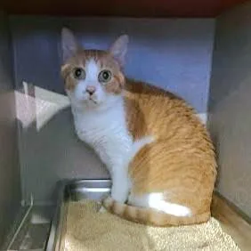 A senior medium-sized male Domestic Short Hair cat named James for adoption in Washington, DC