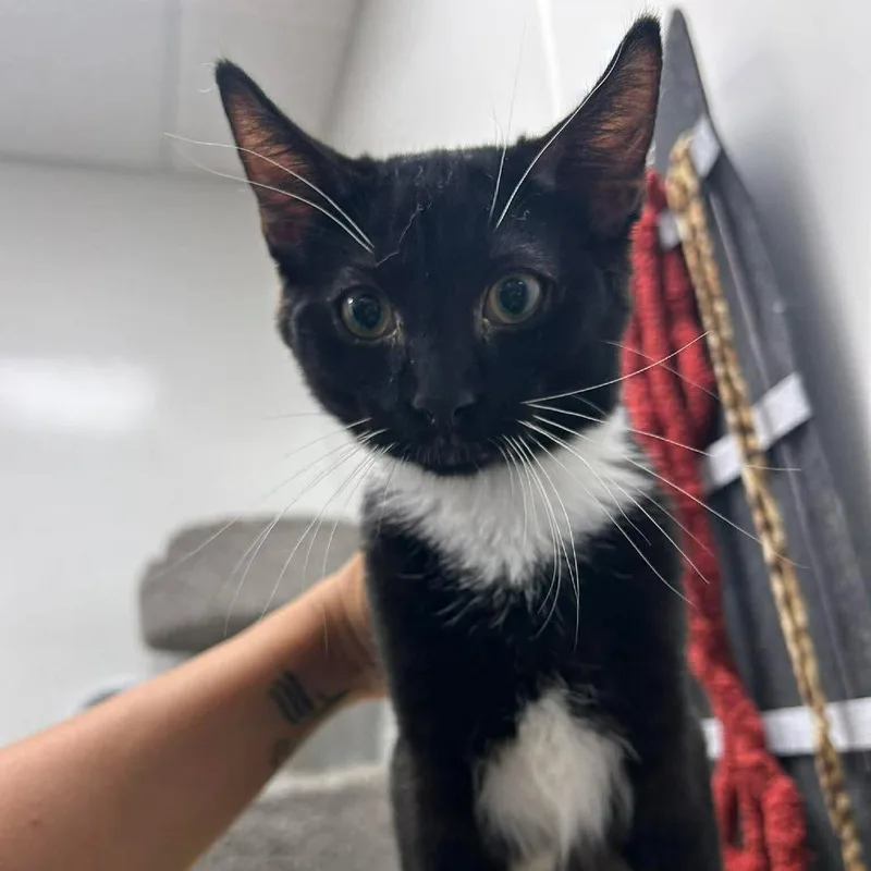 A baby small-sized male Black Domestic Short Hair cat named Ringo for adoption in Hemet, CA