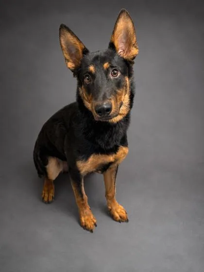 A young large-sized male Shepherd dog named Toby for adoption in Bowling Green, KY