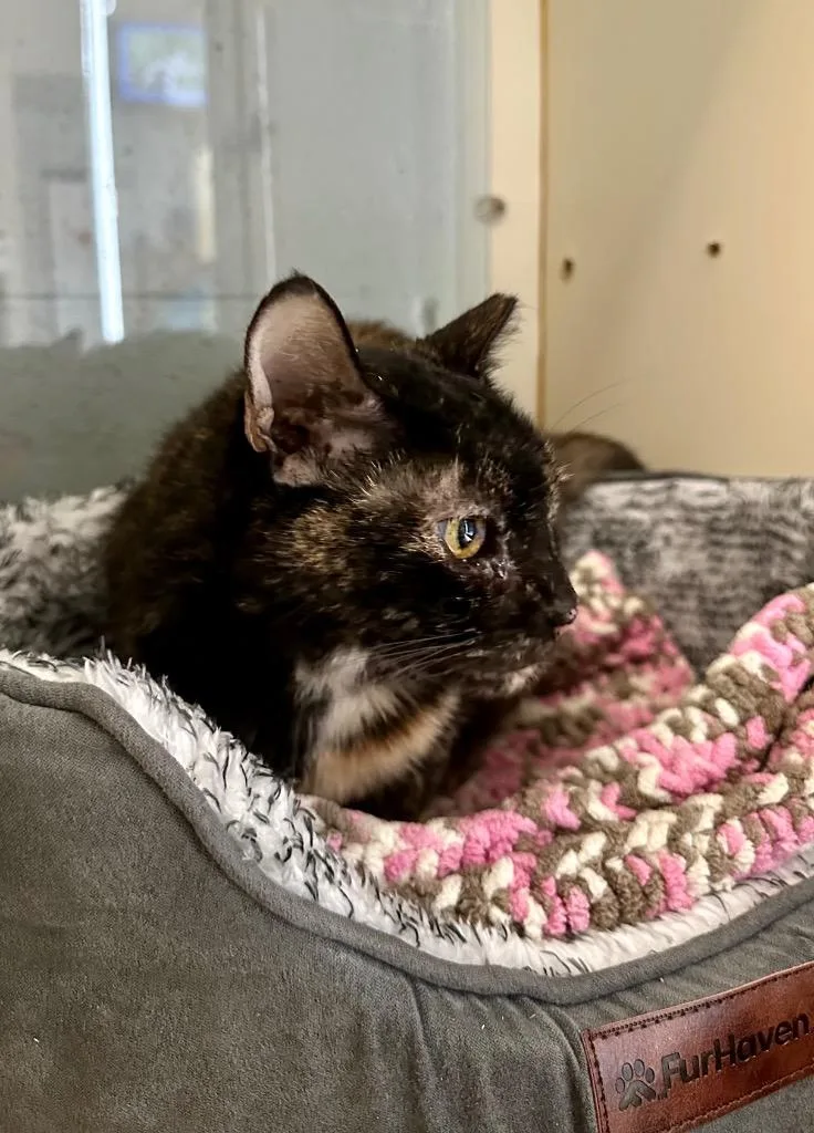 A senior medium-sized female Domestic Short Hair cat named Godiva for adoption in Newberg, OR