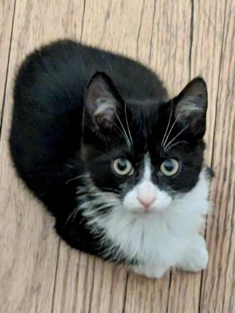 A baby medium-sized male Black & White / Tuxedo Domestic Short Hair cat named Wilbur Bonded Pair for adoption in Chicago, IL