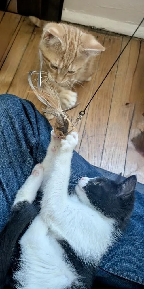 Wilbur Bonded Pair thumbnail 3