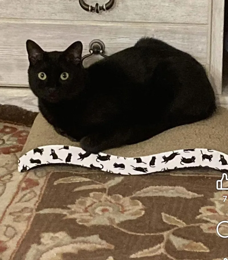 A young medium-sized male Domestic Short Hair cat named Simba for adoption in Bronx, NY