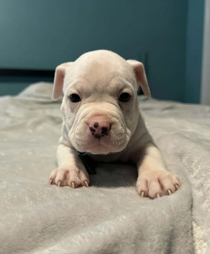 Leroy  The Wrecking thumbnail 2