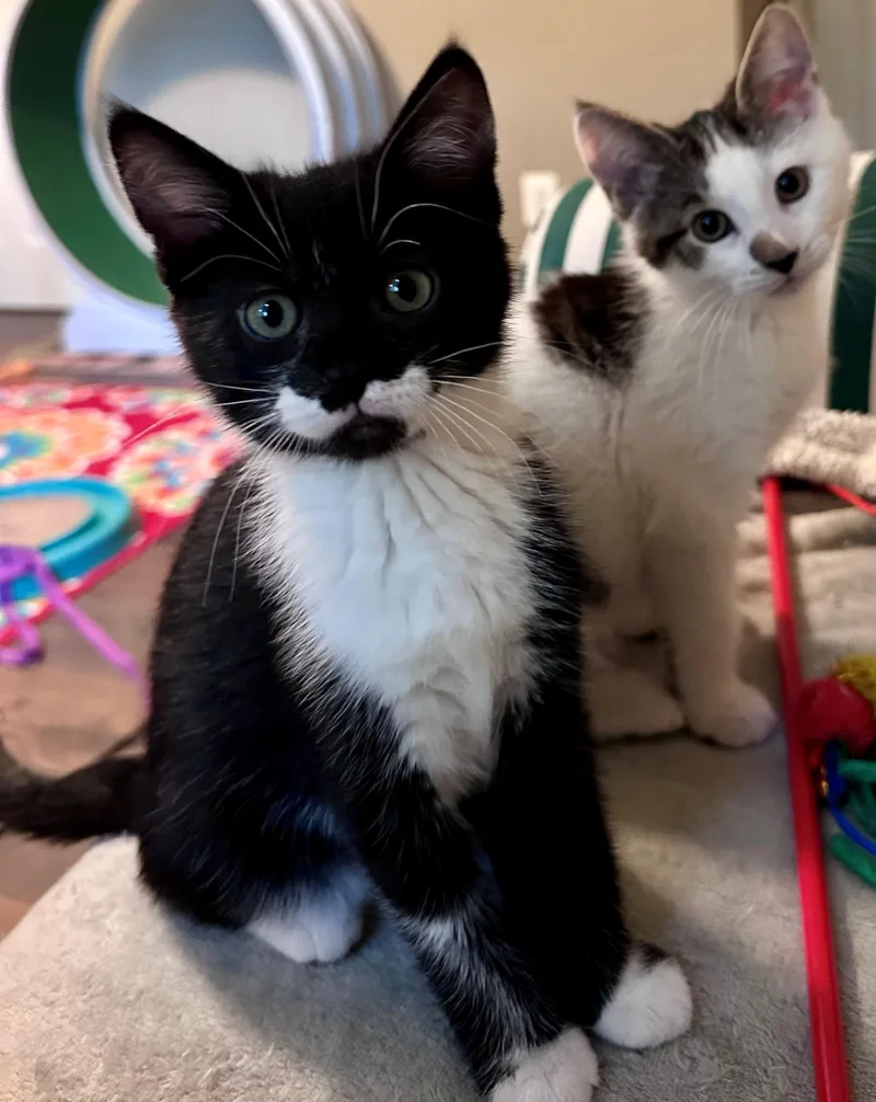 A baby medium-sized female Black & White / Tuxedo Domestic Short Hair cat named Mila for adoption in Clayton, NJ