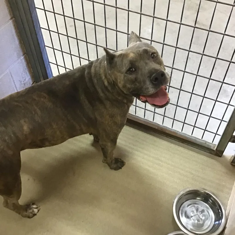 A young large-sized male American Staffordshire Terrier dog named Blue for adoption in New Braunfels, TX