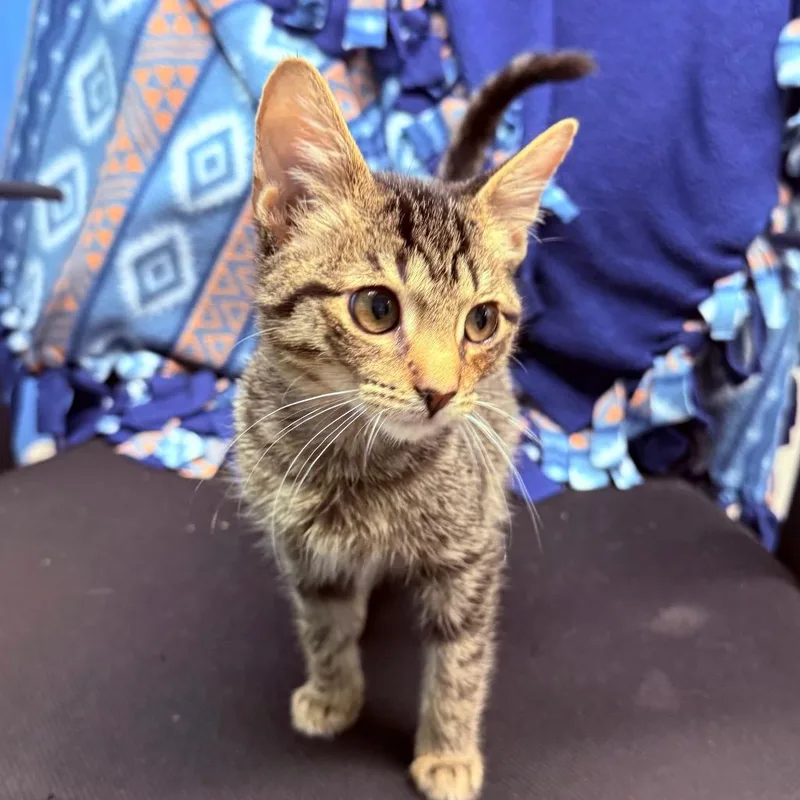 A baby small-sized male Domestic Short Hair cat named Jack Daniels for adoption in Utica, MI