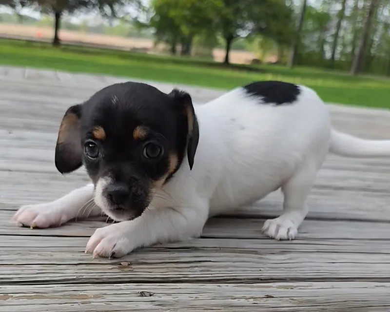 A baby small-sized female Tricolor (Brown, Black, & White) Chihuahua dog named Ginny for adoption in Oakland, MI