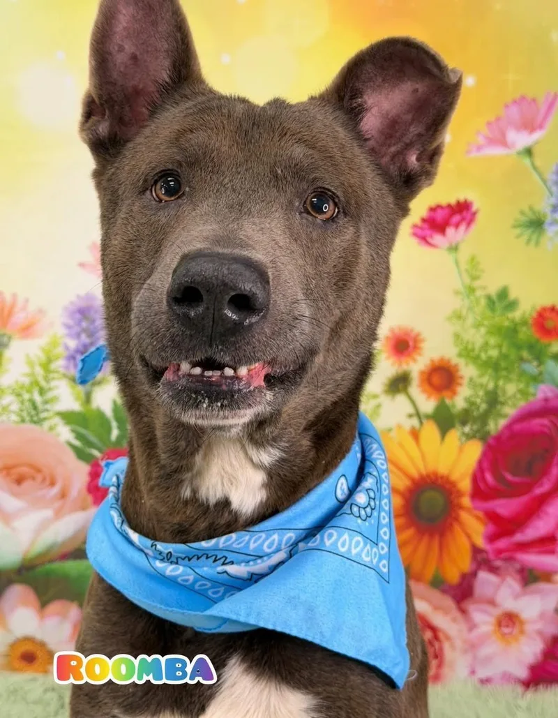 An adult medium-sized male Gray / Blue / Silver Mixed Breed dog named Roomba for adoption in Flint, MI