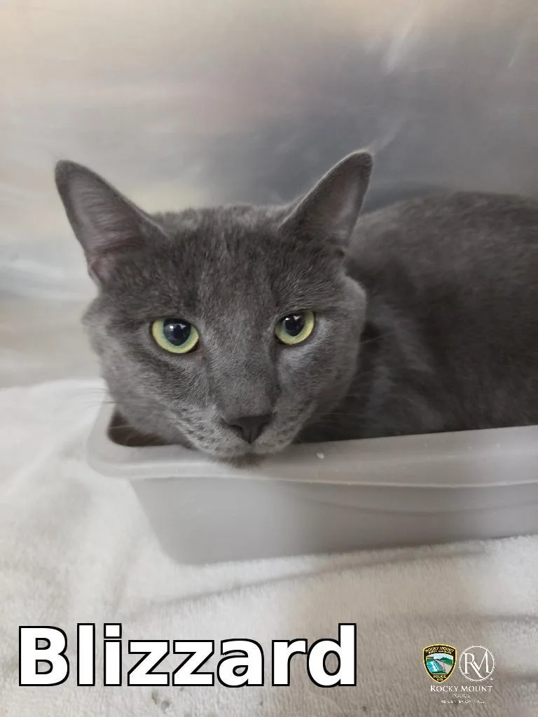 A young medium-sized male Domestic Short Hair cat named Blizzard for adoption in Rocky Mount, NC