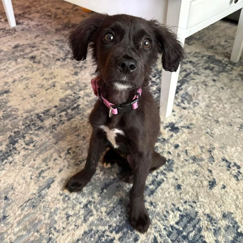 A baby medium-sized female Black Boykin Spaniel dog named Shadow for adoption in Bethlehem, PA