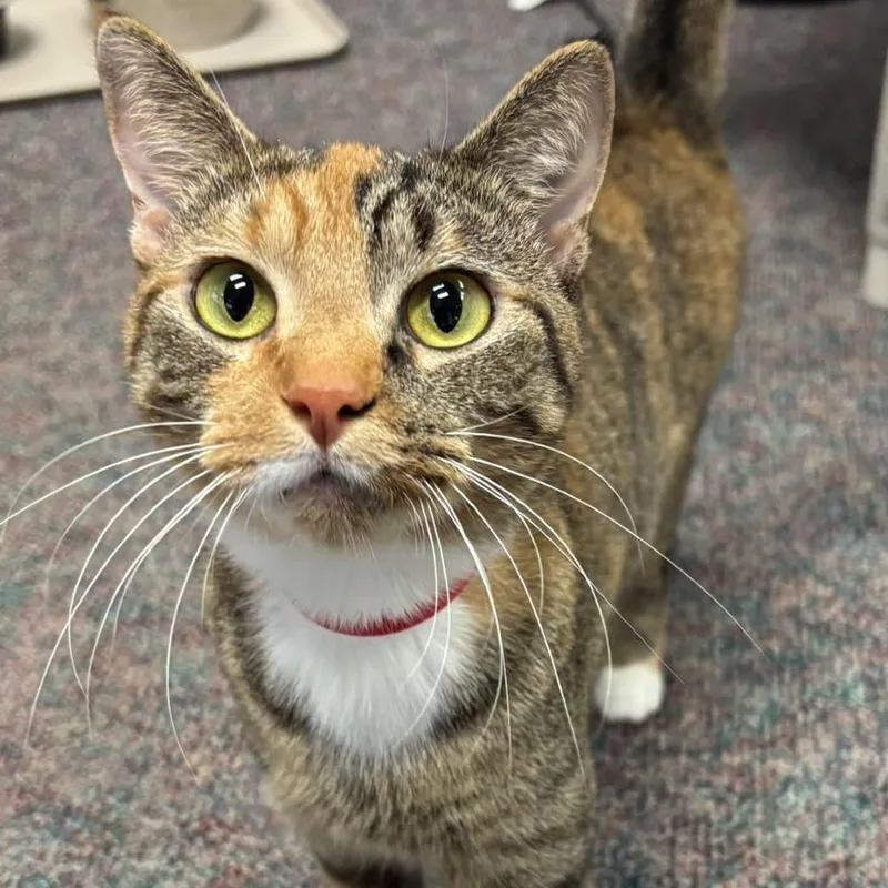 An adult medium-sized female Calico Domestic Short Hair cat named Brooklyn for adoption in Hamburg, NY