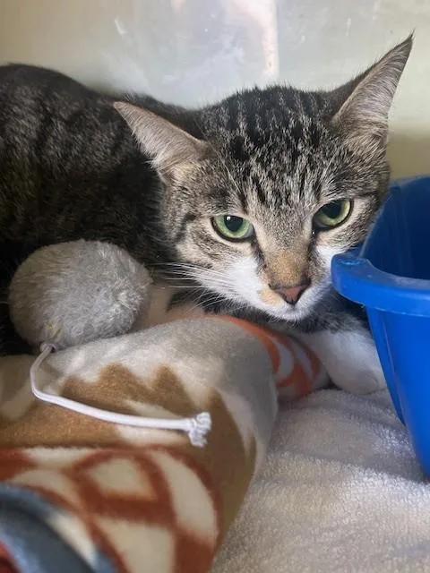 An adult medium-sized female Tabby (Buff / Tan / Fawn) Extra-Toes Cat / Hemingway Polydactyl cat named Poppie for adoption in Margate, FL